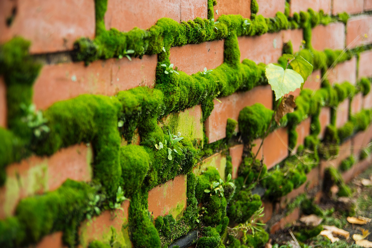 Bewachsene Klinkerfassade mit dichtem Moos und kleinen Pflanzen in den Fugen und auf den Steinen.