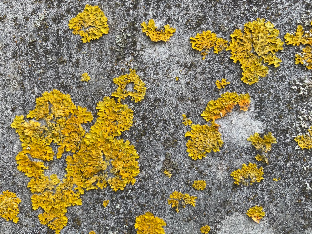 Gelber Flechtenbewuchs auf einer grauen Betonwand – ein typisches Zeichen für anhaltende Feuchtigkeit und fehlende Schutzmaßnahmen gegen biologische Ablagerungen.