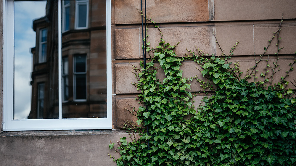 Efeu wächst an einer Sandsteinfassade neben einem weißen Fensterrahmen.