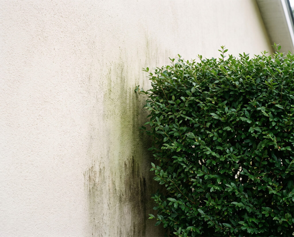 Dichte Hecke direkt an einer hellen Putzfassade mit grünem Algenbelag und dunklen Feuchtespuren im beschatteten Wandbereich